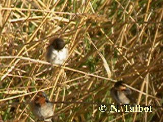 Golondrina Australiana - ML201735401