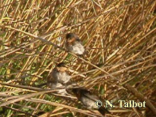 Golondrina Australiana - ML201735411