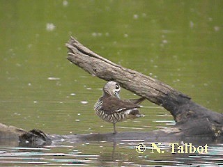 Pink-eared Duck - ML201735421