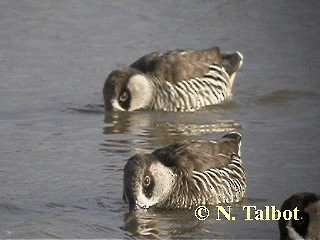 Pink-eared Duck - ML201735431