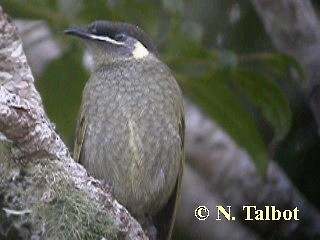 Lewin's Honeyeater - ML201735461