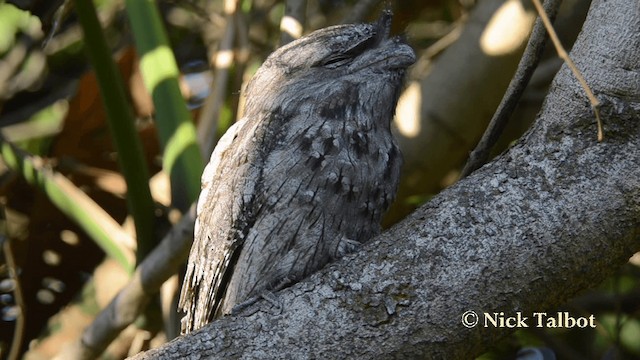 Tawny Frogmouth - ML201735491