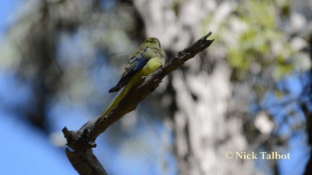 Blue-winged Parrot - ML201735521