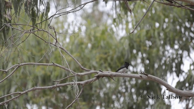 Satin Flycatcher - ML201735531