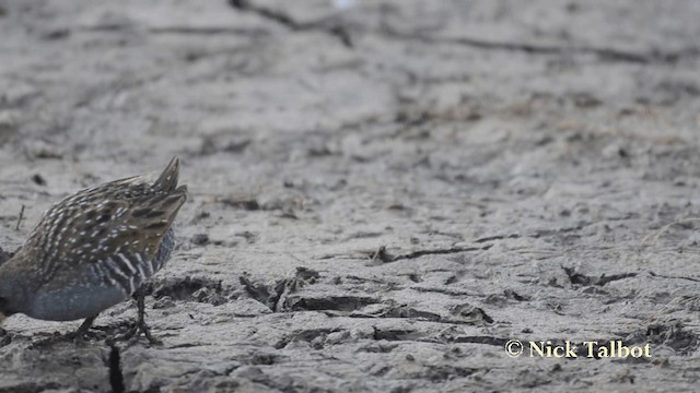 Australian Crake - ML201735551