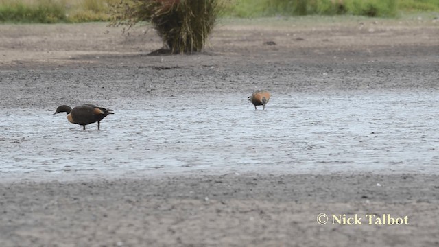 Australian Shelduck - ML201735561