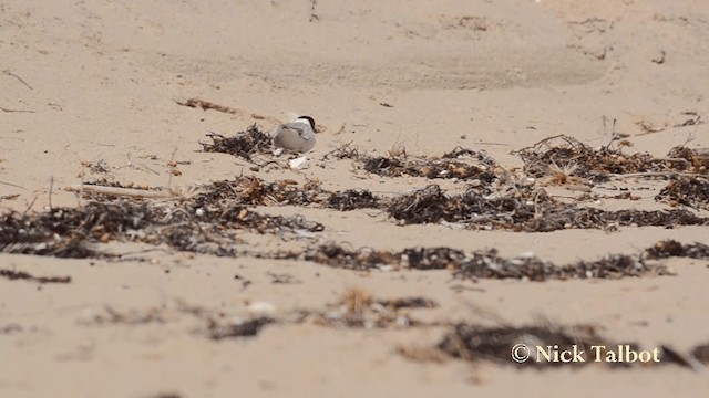 Hooded Plover - ML201735571