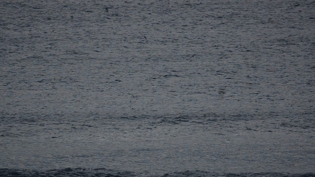 Short-tailed Shearwater - ML201735601