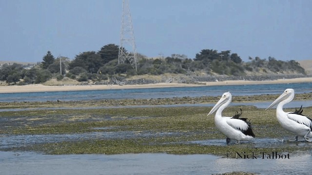 Australian Pelican - ML201735631