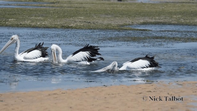 Australian Pelican - ML201735641