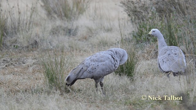 Cape Barren Goose - ML201735651