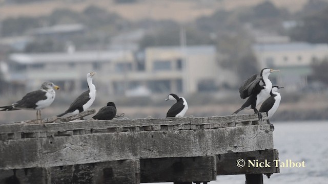 Black-faced Cormorant - ML201735661