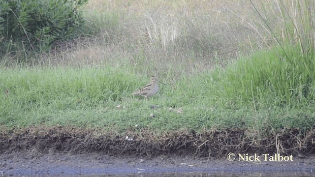 Latham's Snipe - ML201735671