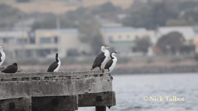 Pied Cormorant - ML201735691