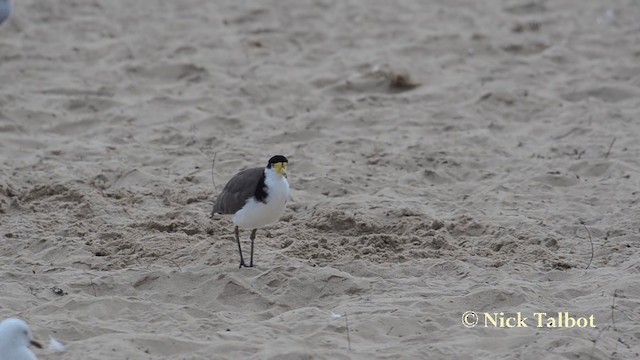 Masked Lapwing (Black-shouldered) - ML201735701