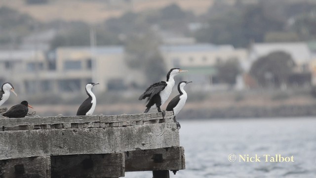 Black-faced Cormorant - ML201735711