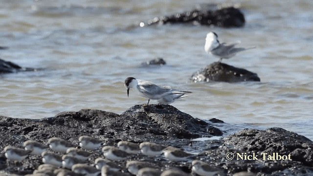 アジサシ（longipennis） - ML201735721