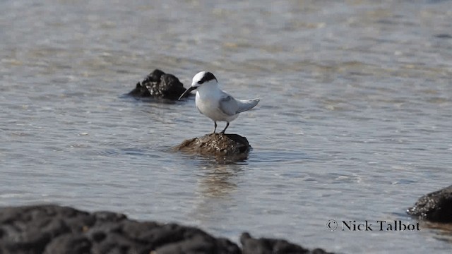 Australian Fairy Tern - ML201735731