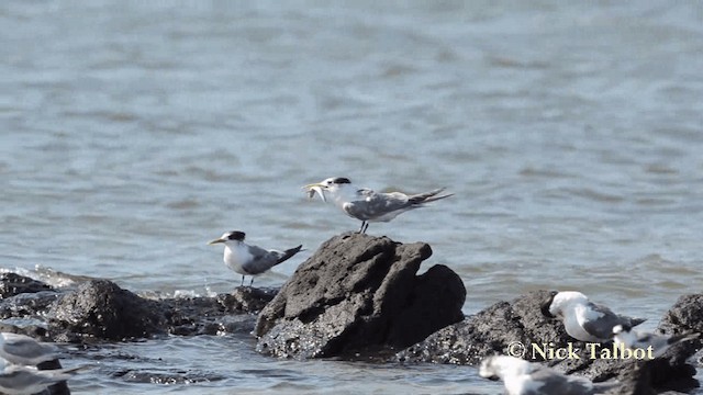 Great Crested Tern - ML201735751