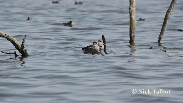 Pink-eared Duck - ML201735761