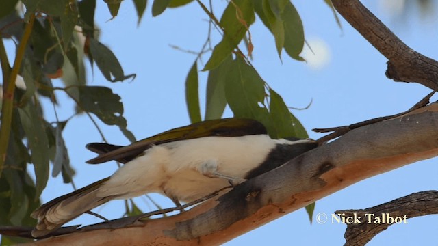 Mielero Cariazul (grupo cyanotis) - ML201735781