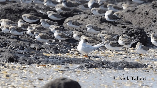 Australian Fairy Tern - ML201735791