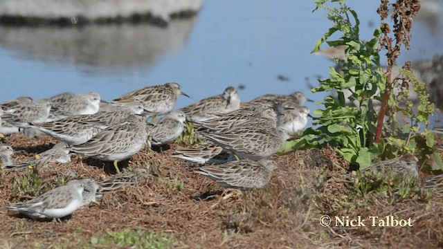 Bécasseau à queue pointue - ML201735821