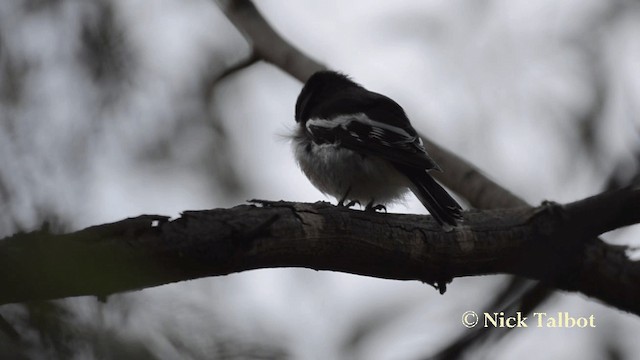 Scarlet Robin (Scarlet) - ML201735831