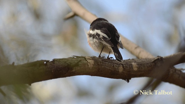 Scarlet Robin (Scarlet) - ML201735841