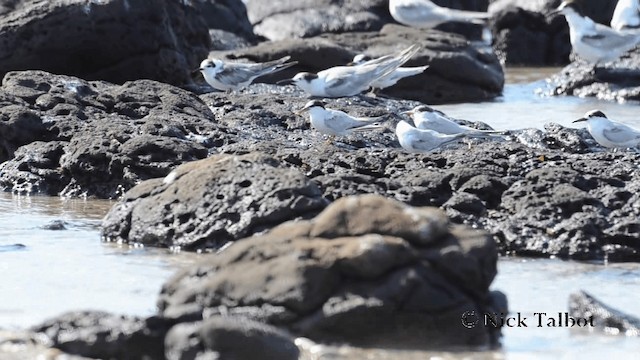 Little Tern - ML201735861