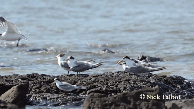 Great Crested Tern - ML201735891