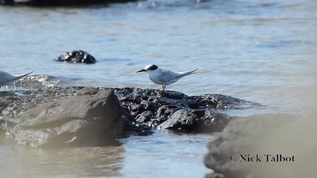 Australian Fairy Tern - ML201735911