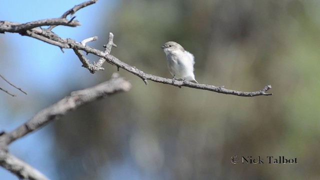 Petroica Fascinante - ML201735931