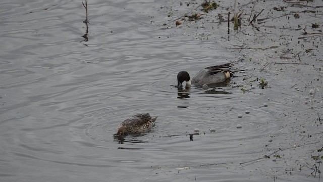 Northern Pintail - ML201735981