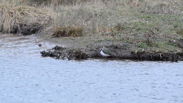 Northern Lapwing - ML201736021