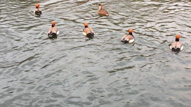 Red-crested Pochard - ML201736041