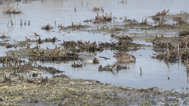 Green-winged Teal (Eurasian) - ML201736091