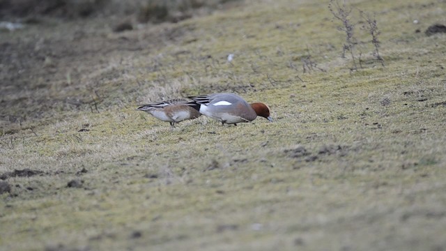 Eurasian Wigeon - ML201736101