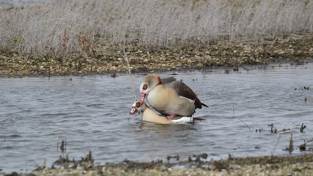 Egyptian Goose - ML201736111