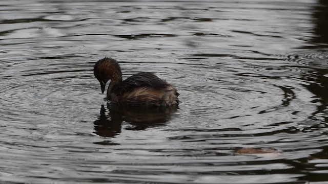 Little Grebe (Little) - ML201736121