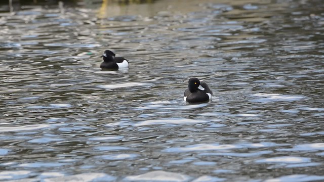 鳳頭潛鴨 - ML201736161