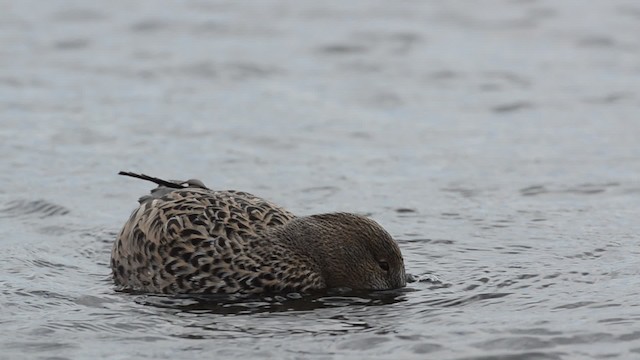 ハシビロガモ - ML201736171