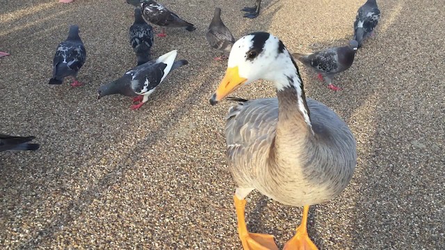 Bar-headed Goose - ML201736311