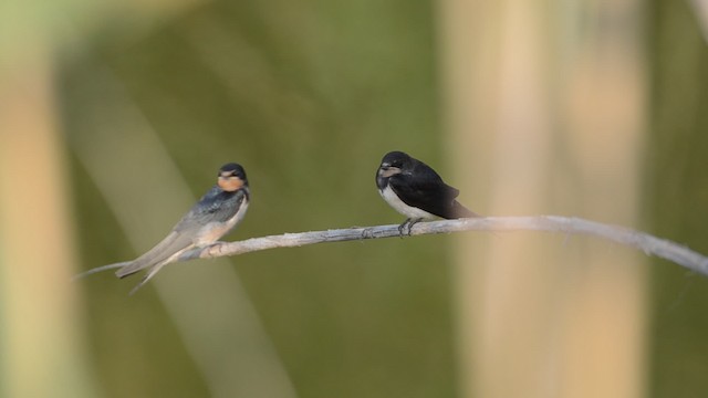 vlaštovka obecná (ssp. rustica) - ML201736341