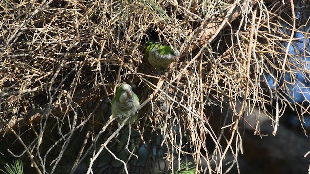 Monk Parakeet (Monk) - ML201736351