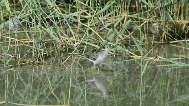 Wood Sandpiper - ML201736371