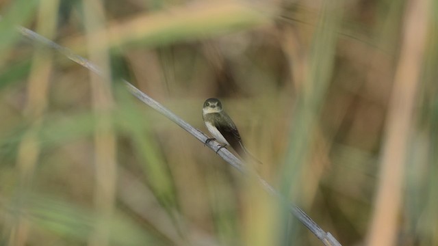 břehule říční - ML201736391