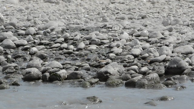 Little Ringed Plover (curonicus) - ML201736401