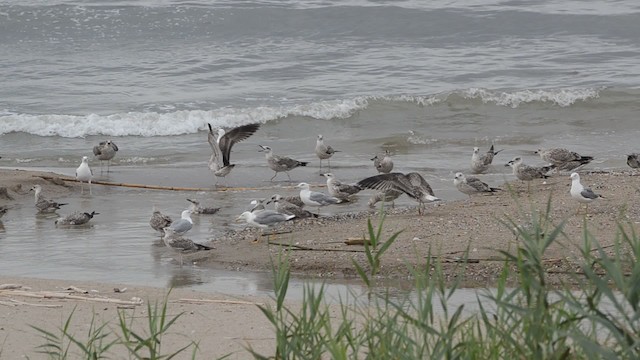 racek středomořský (ssp. michahellis) - ML201736421