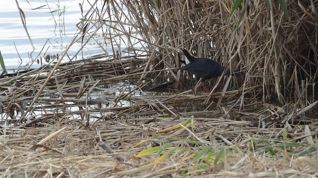 slípka modrá - ML201736431